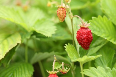 Photo of Small wild strawberries growing outdoors, space for text. Seasonal berries