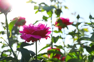 Photo of Green bush with beautiful roses in blooming garden on sunny day