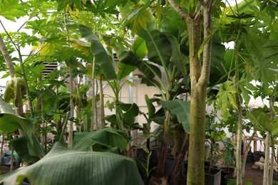 Photo of Many different beautiful plants growing in greenhouse