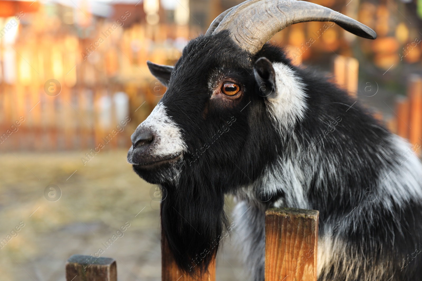 Photo of Cute goat inside of paddock in zoo