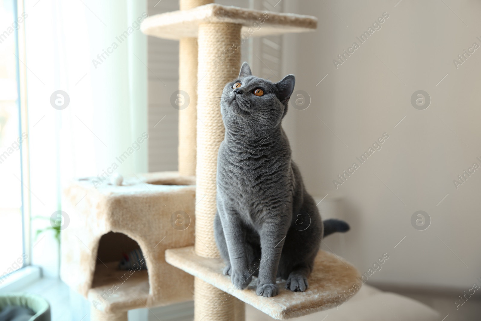 Photo of Cute pet on cat tree at home