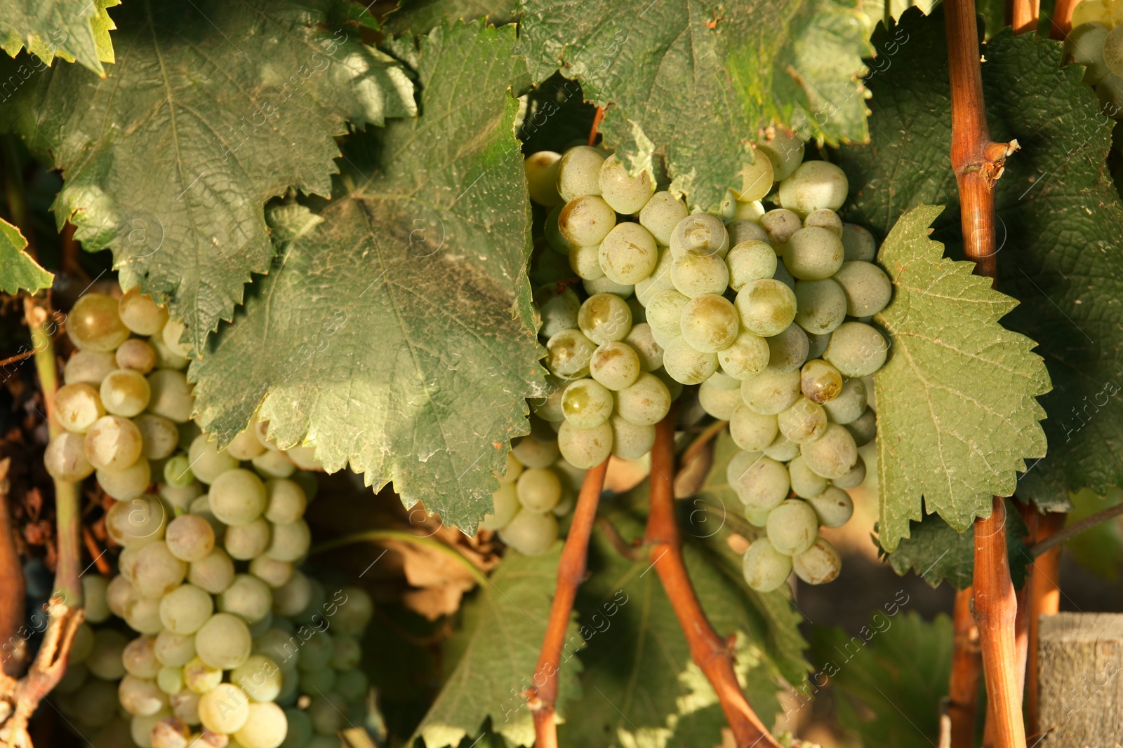 Photo of Bunches of grapes growing in vineyard on sunny day. Wine production