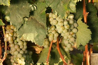 Bunches of grapes growing in vineyard on sunny day. Wine production