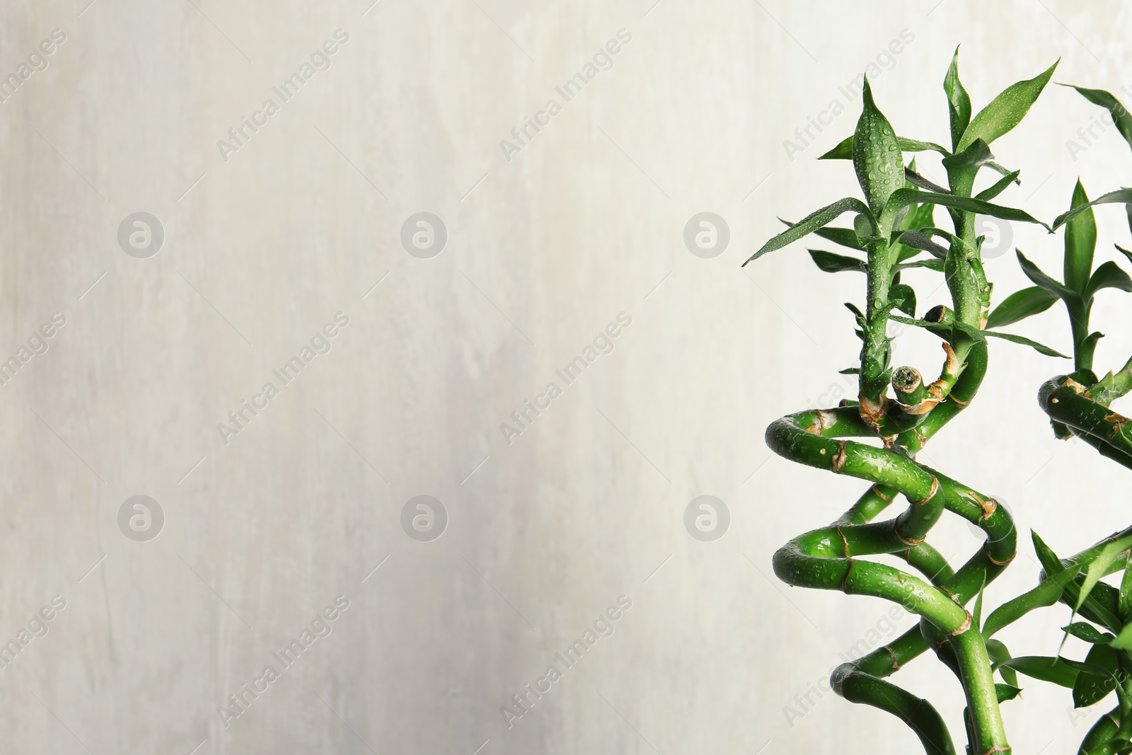 Photo of Green bamboo plant with leaves on light background. Space for text