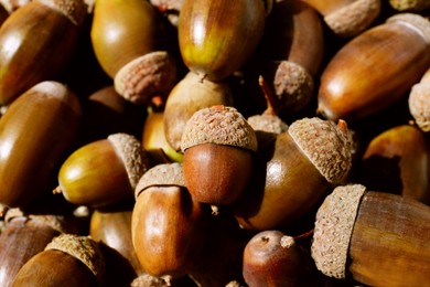 Pile of acorns as background, closeup view