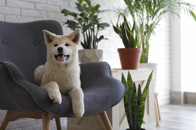 Photo of Cute Akita Inu dog on armchair in room with houseplants