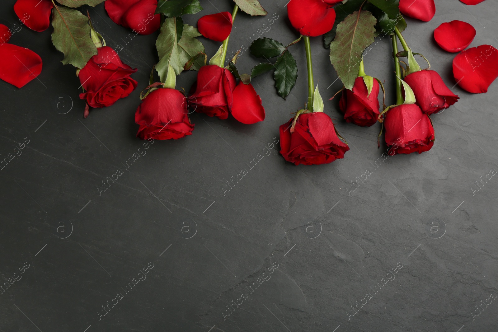 Photo of Beautiful red roses and space for text on black background, flat lay. Valentine's Day celebration