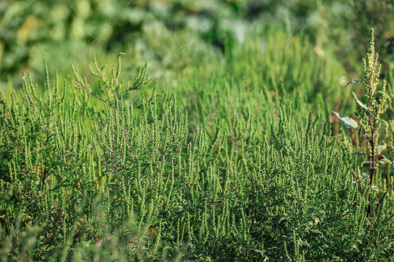 Photo of Blooming ragweed plants (Ambrosia genus) outdoors. Seasonal allergy