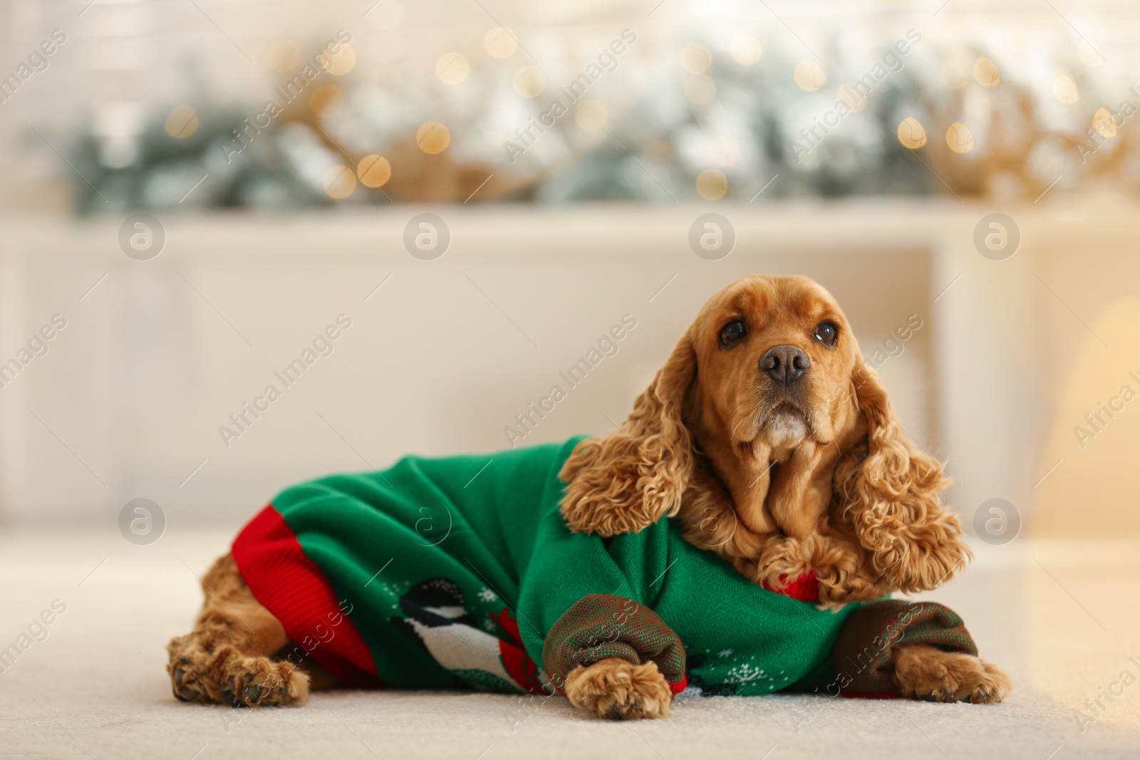 Photo of Adorable Cocker Spaniel in Christmas sweater on blurred background