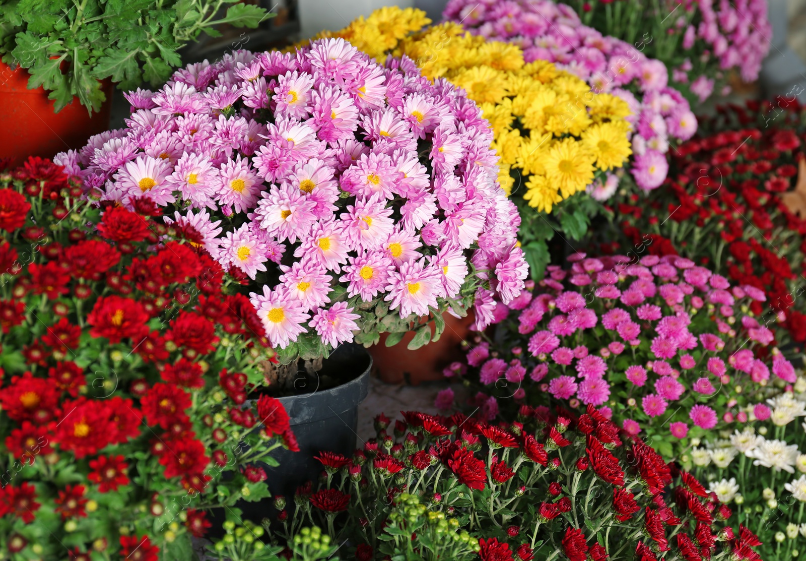 Photo of View of fresh beautiful colorful chrysanthemum flowers