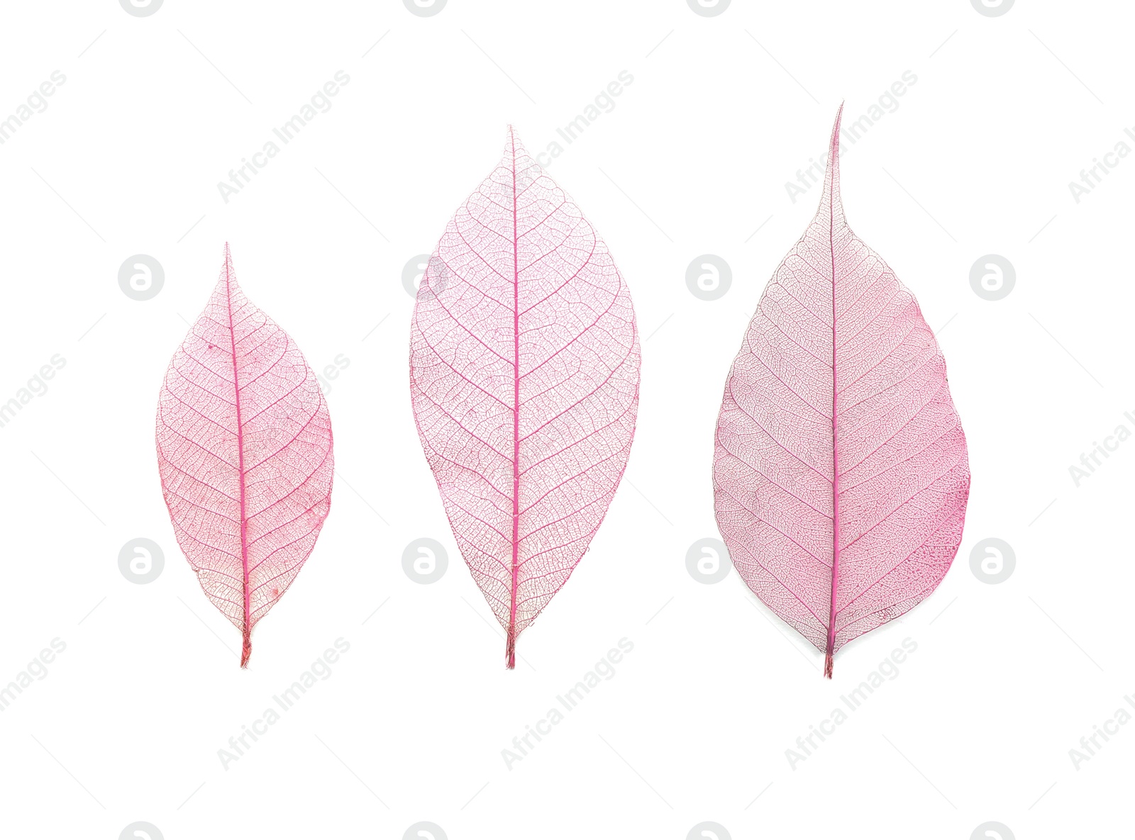 Photo of Beautiful decorative skeleton leaves on white background, top view