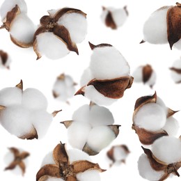 Image of Beautiful cotton flowers falling on white background