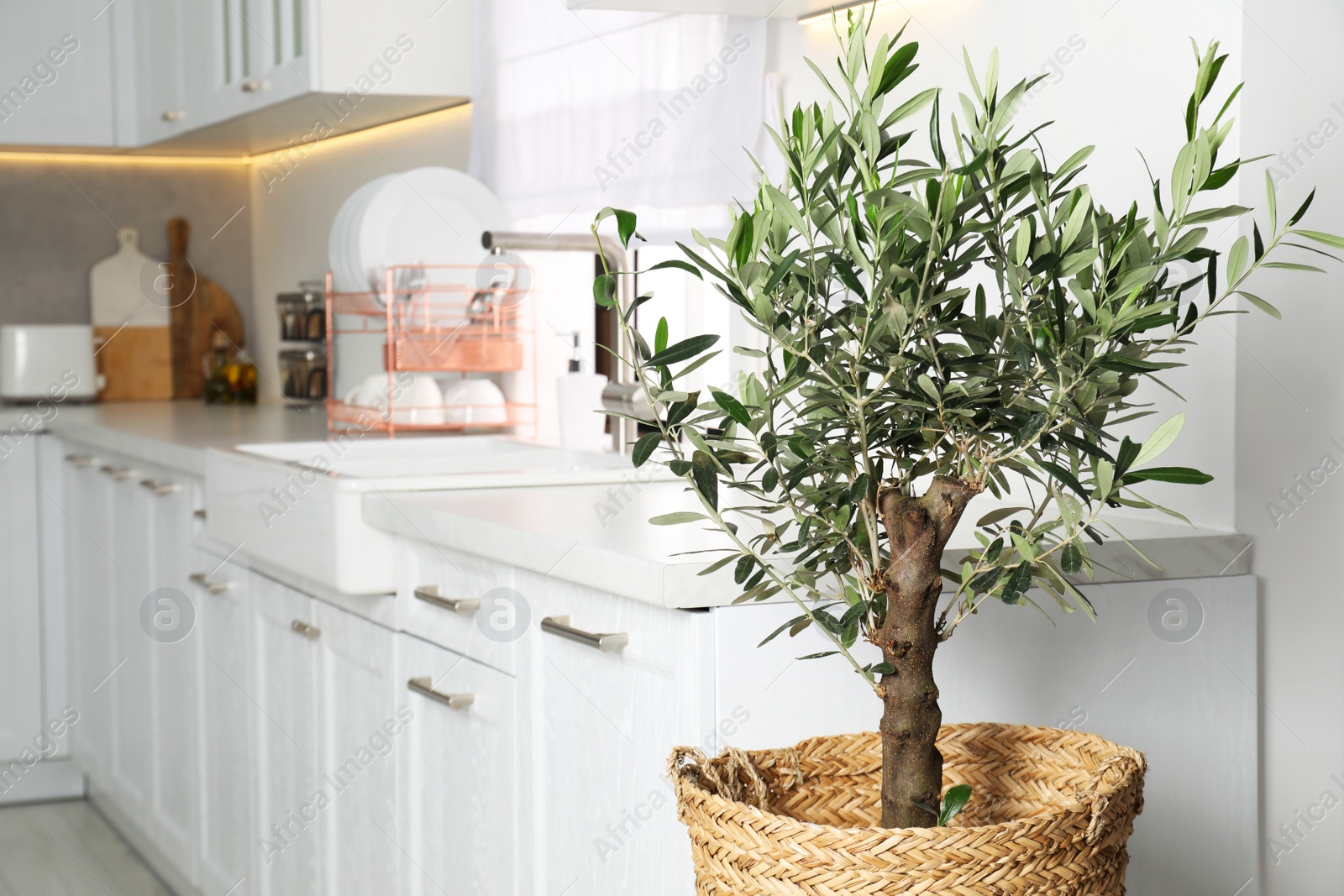 Photo of Beautiful potted olive tree in stylish kitchen