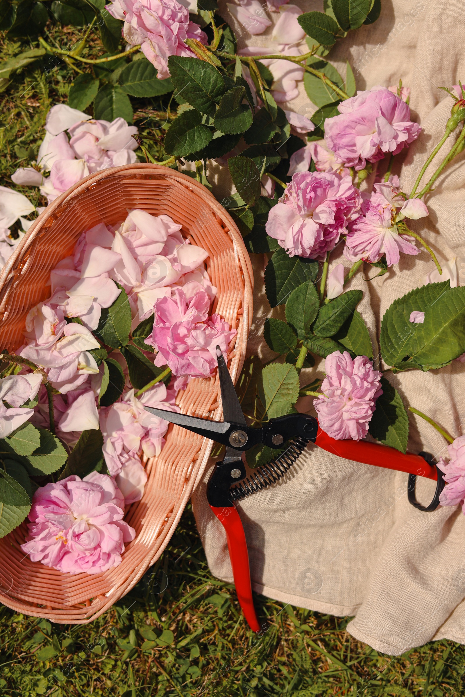 Photo of Tea roses, petals and pruner on green grass, flat lay