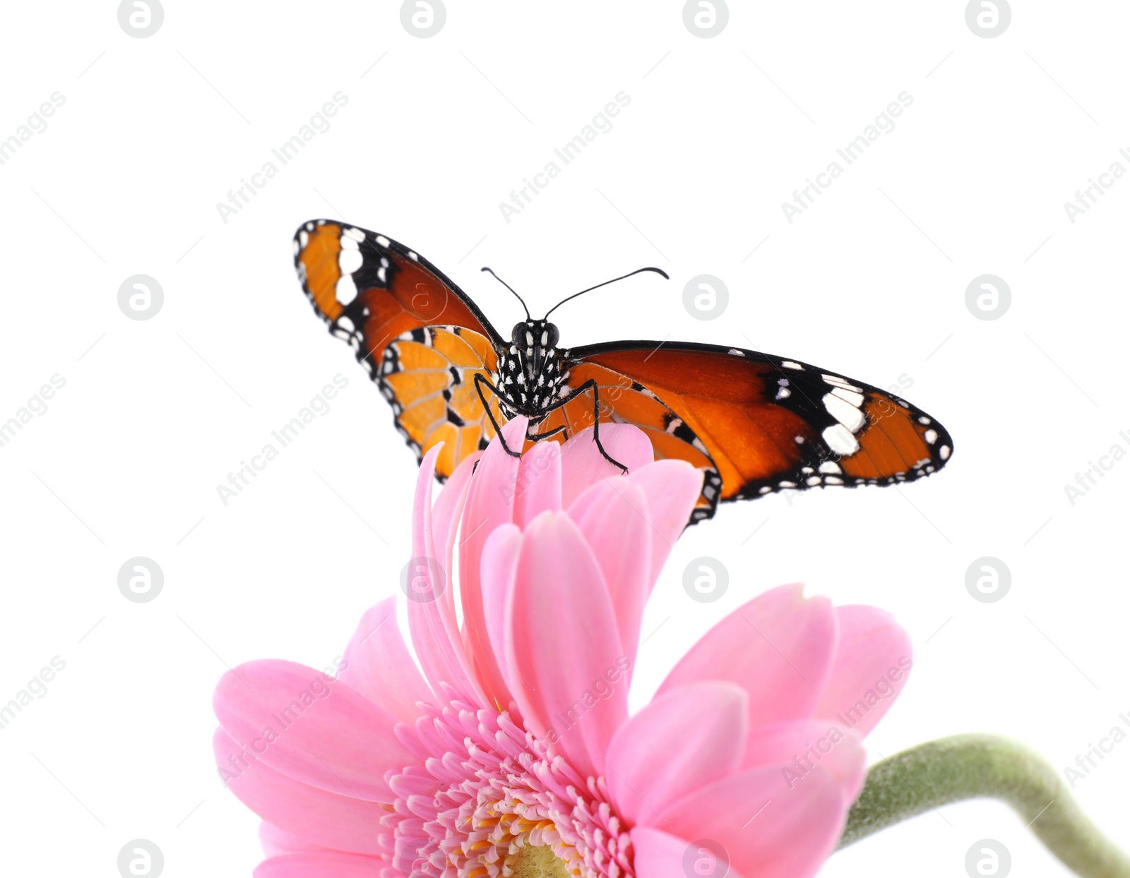 Photo of Flower with beautiful painted lady butterfly isolated on white