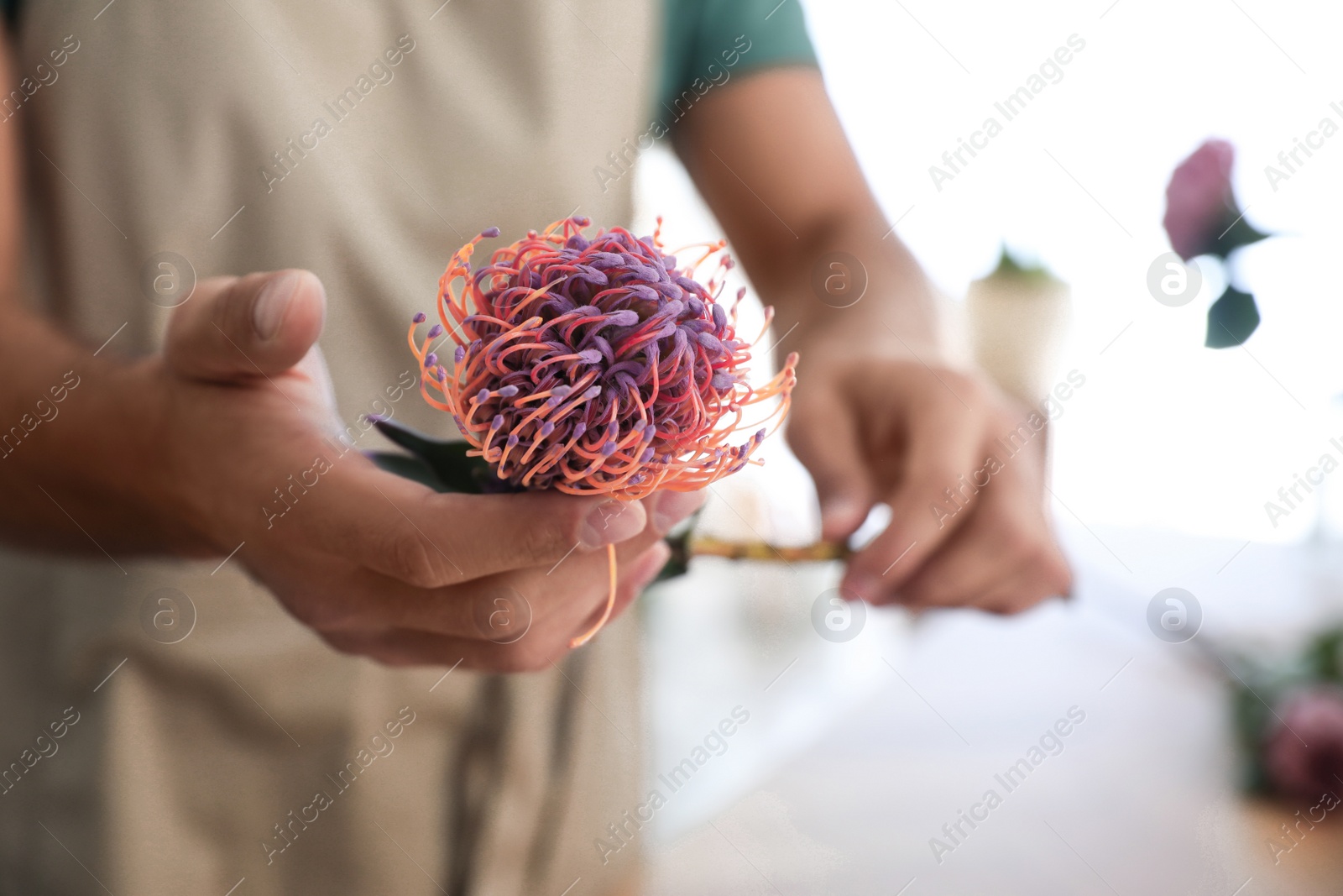 Photo of Florist with beautiful leucospermum flower in workshop, closeup