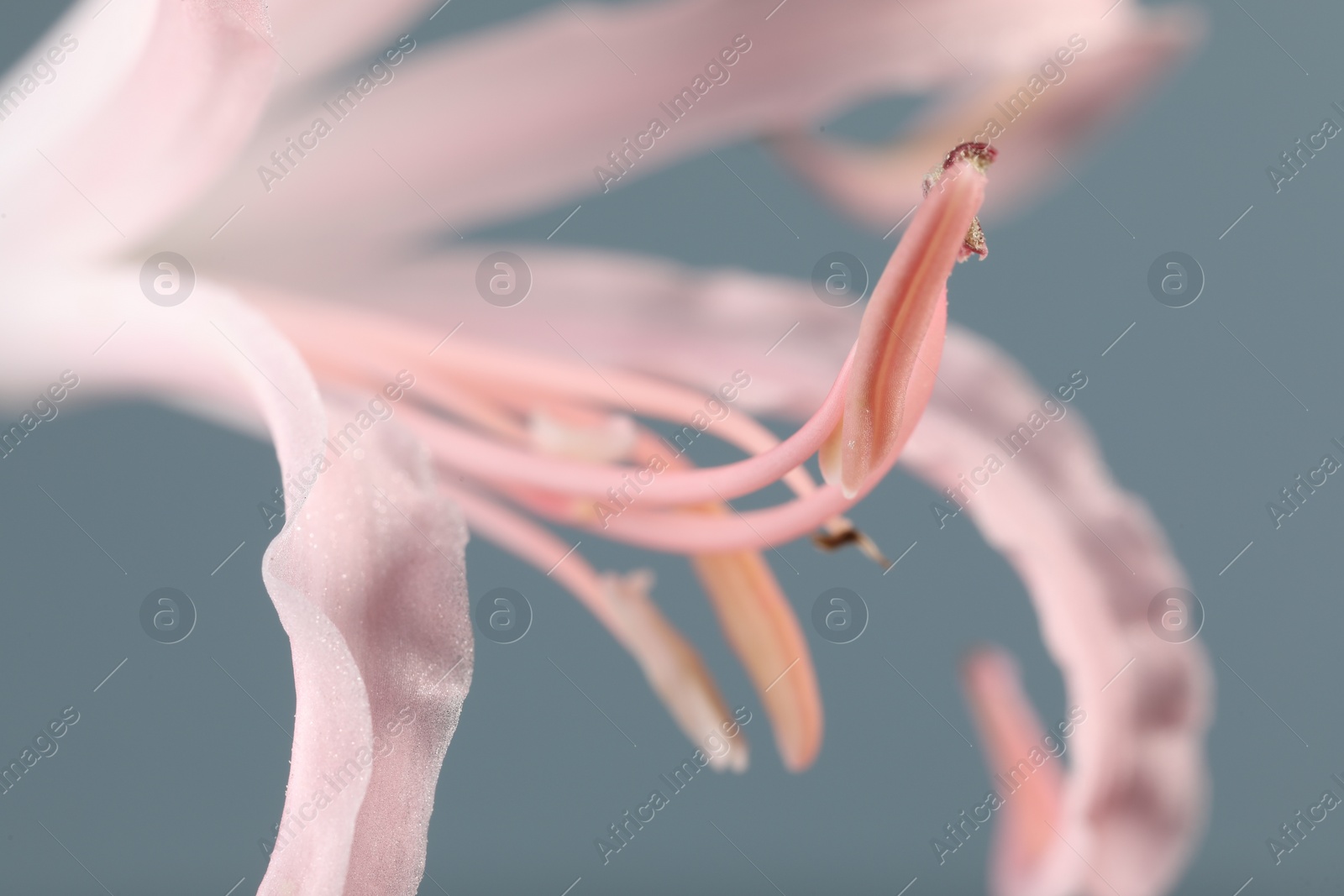 Photo of Beautiful pink Bowden flower on blurred background, macro view