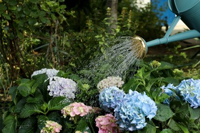 Watering beautiful blooming hortensia plants in garden