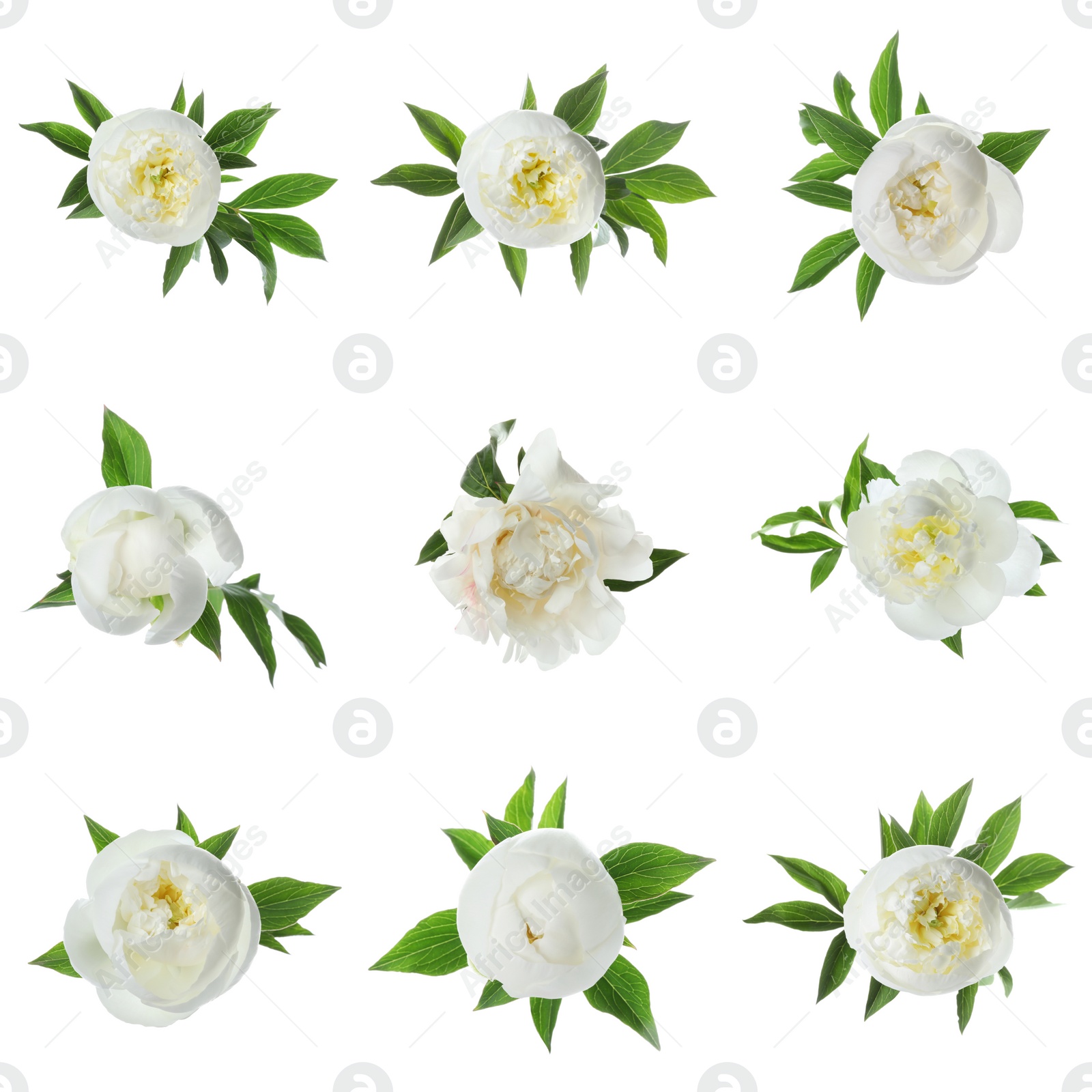 Image of Set of beautiful peony flowers on white background