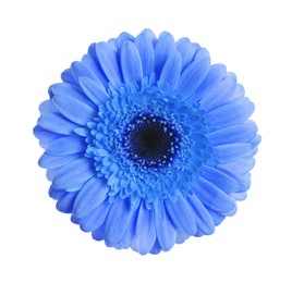 Image of Beautiful blue gerbera flower on white background