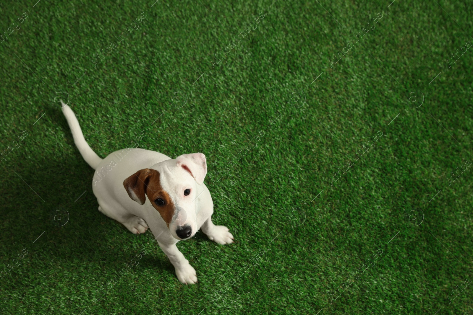 Photo of Cute Jack Russel Terrier on green grass, top view with space for text. Lovely dog