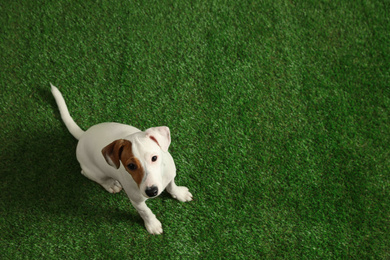 Cute Jack Russel Terrier on green grass, top view with space for text. Lovely dog