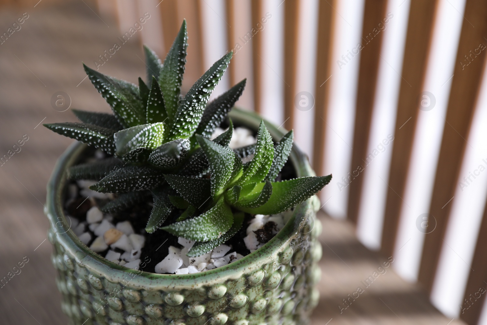 Photo of Beautiful houseplant in pot on wooden table, closeup