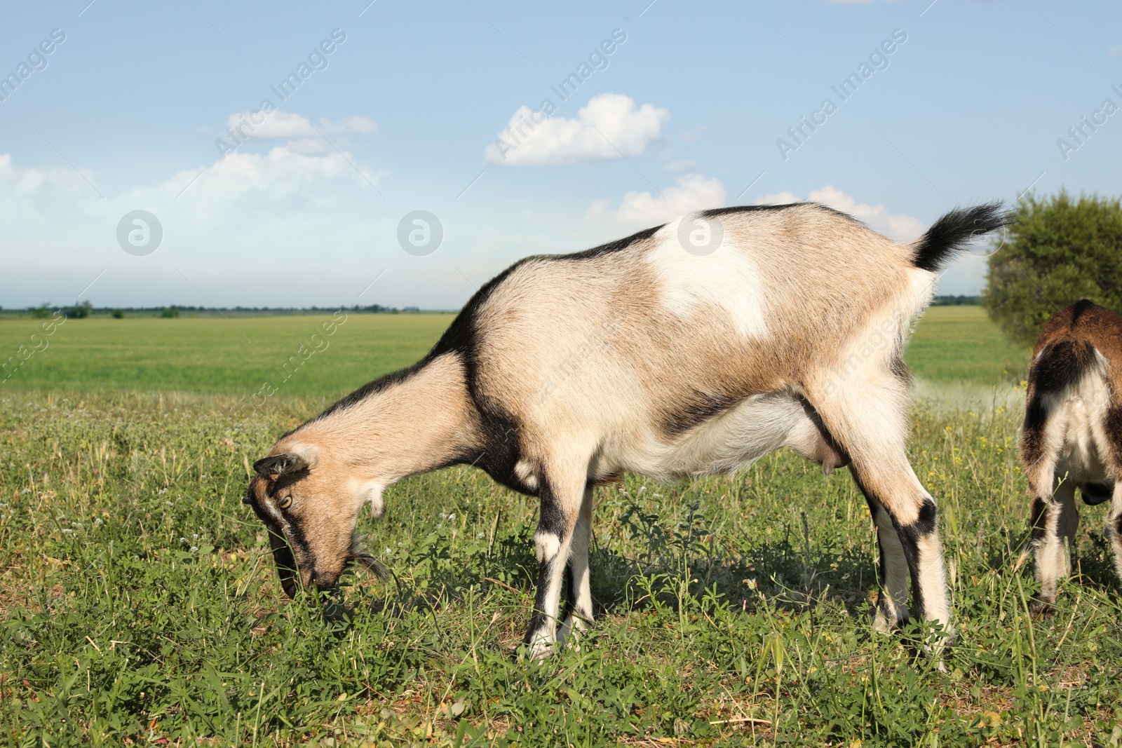 Photo of Cute goats on pasture at farm. Animal husbandry