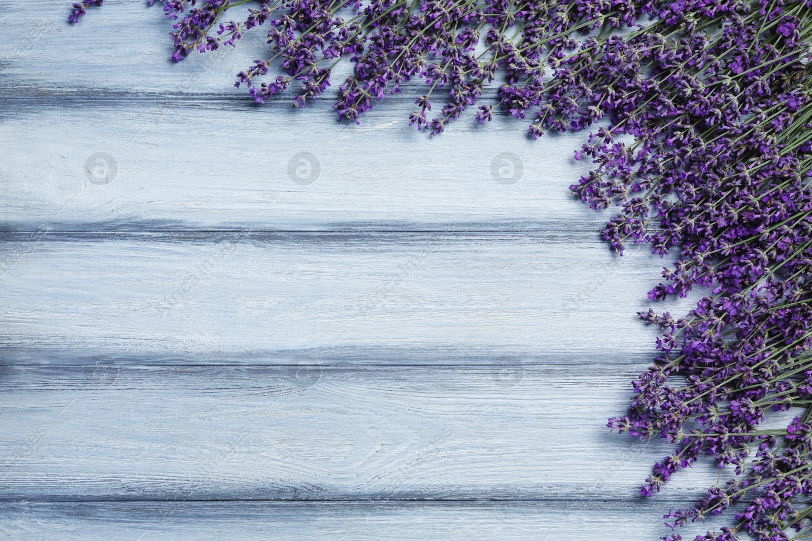 Photo of Beautiful fresh lavender flowers on light grey wooden background, flat lay. Space for text