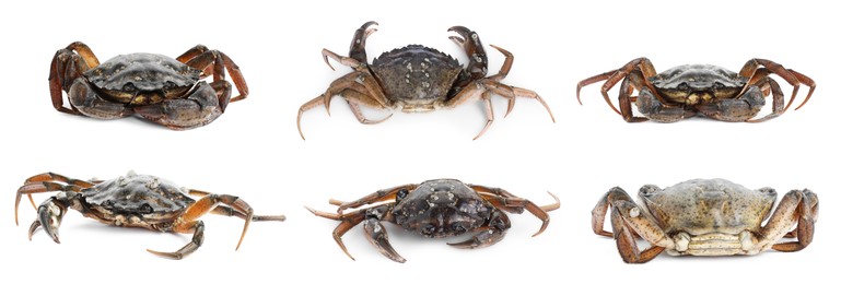 Image of Fresh raw crab isolated on white, set