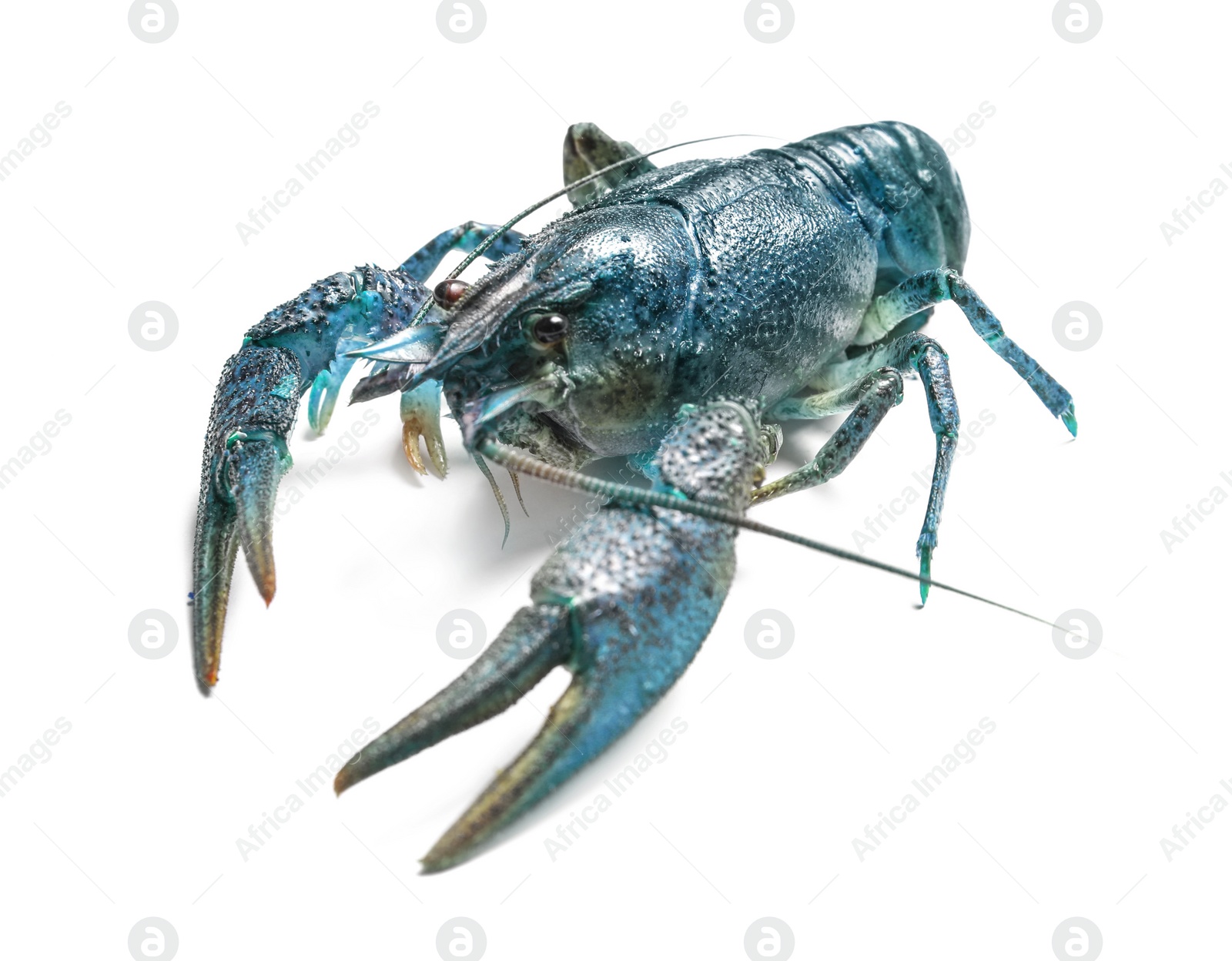 Image of Blue crayfish isolated on white. Freshwater crustacean 