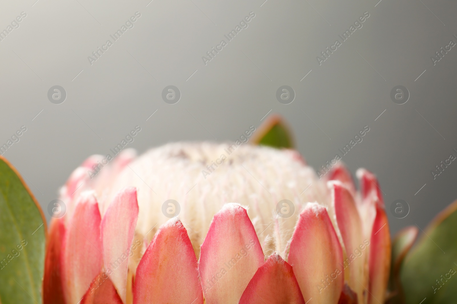 Photo of Beautiful protea flower on gray background, closeup. Tropical plant