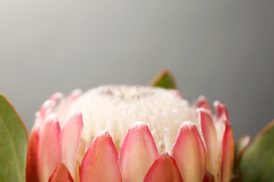 Beautiful protea flower on gray background, closeup. Tropical plant