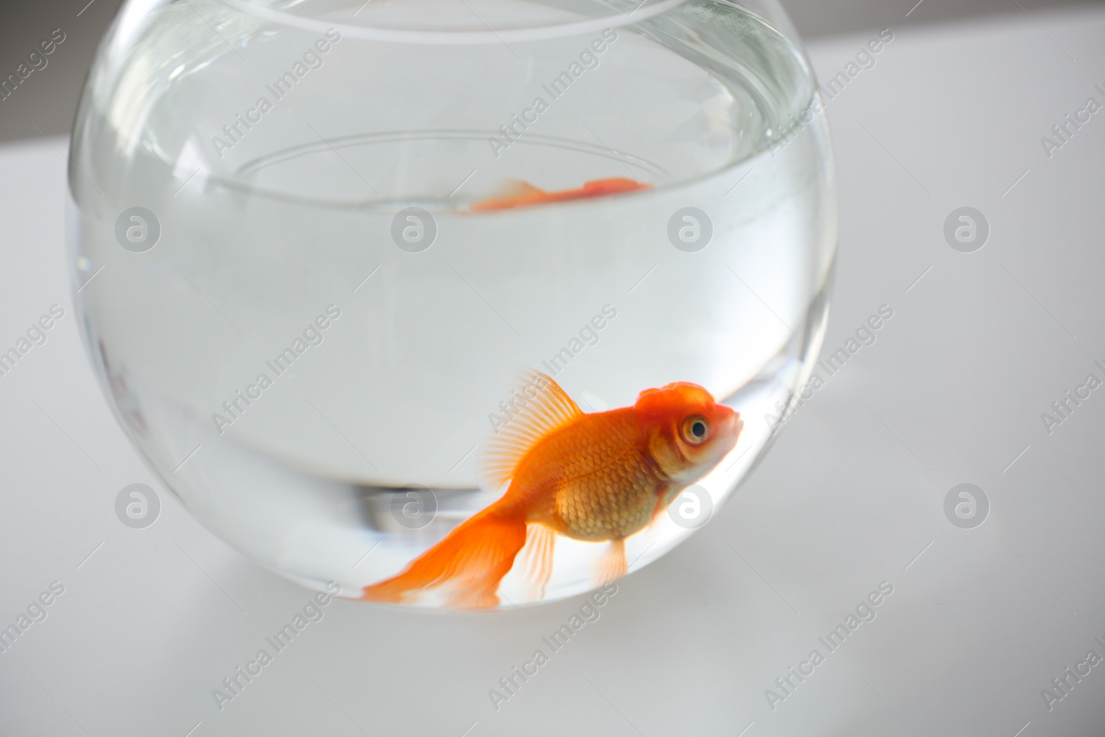 Photo of Beautiful bright goldfish in aquarium on table