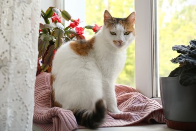Photo of Cat sitting on window sill at home. Cute pet