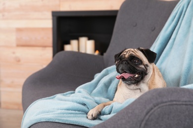 Photo of Cute pug dog with blanket on sofa at home. Warm and cozy winter