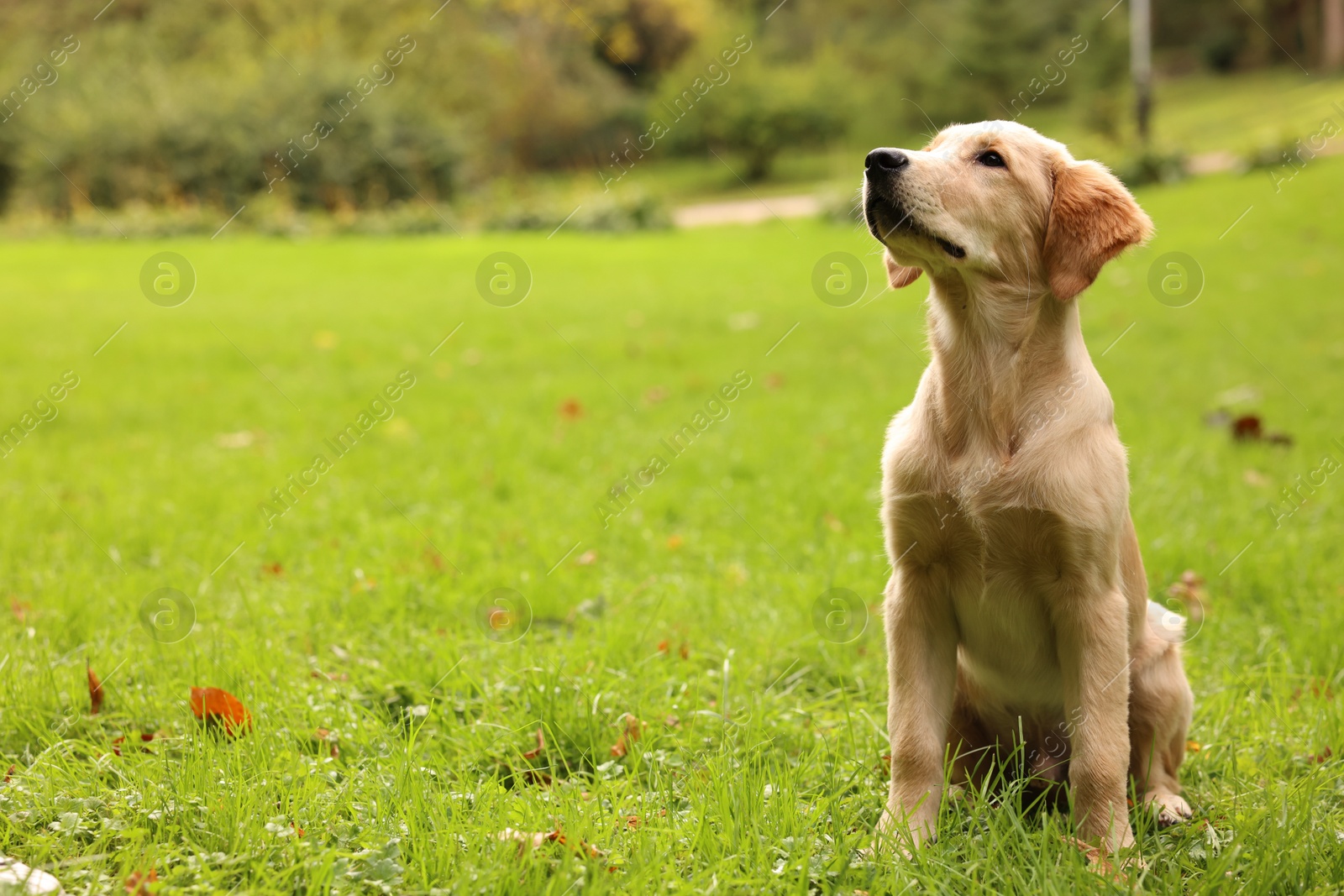 Photo of Cute Labrador Retriever puppy sitting on green grass in park, space for text