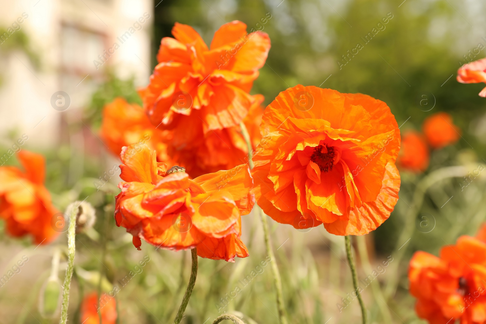Photo of Blooming red poppy flowers outdoors on spring day, closeup