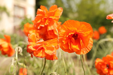 Blooming red poppy flowers outdoors on spring day, closeup