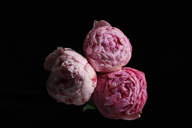 Beautiful bouquet of fresh peonies on dark background