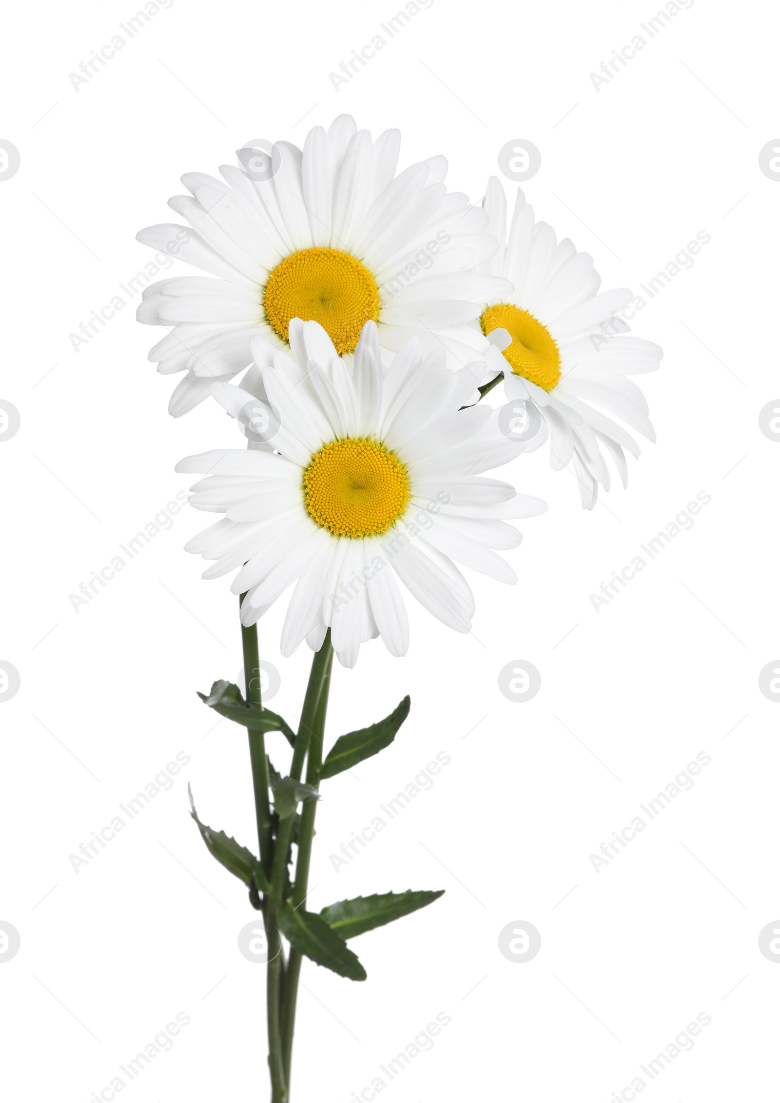 Photo of Bouquet of beautiful chamomile flowers on white background