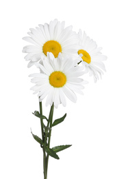 Photo of Bouquet of beautiful chamomile flowers on white background