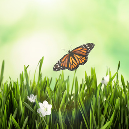 Image of Monarch butterfly flying above green grass with spring flowers