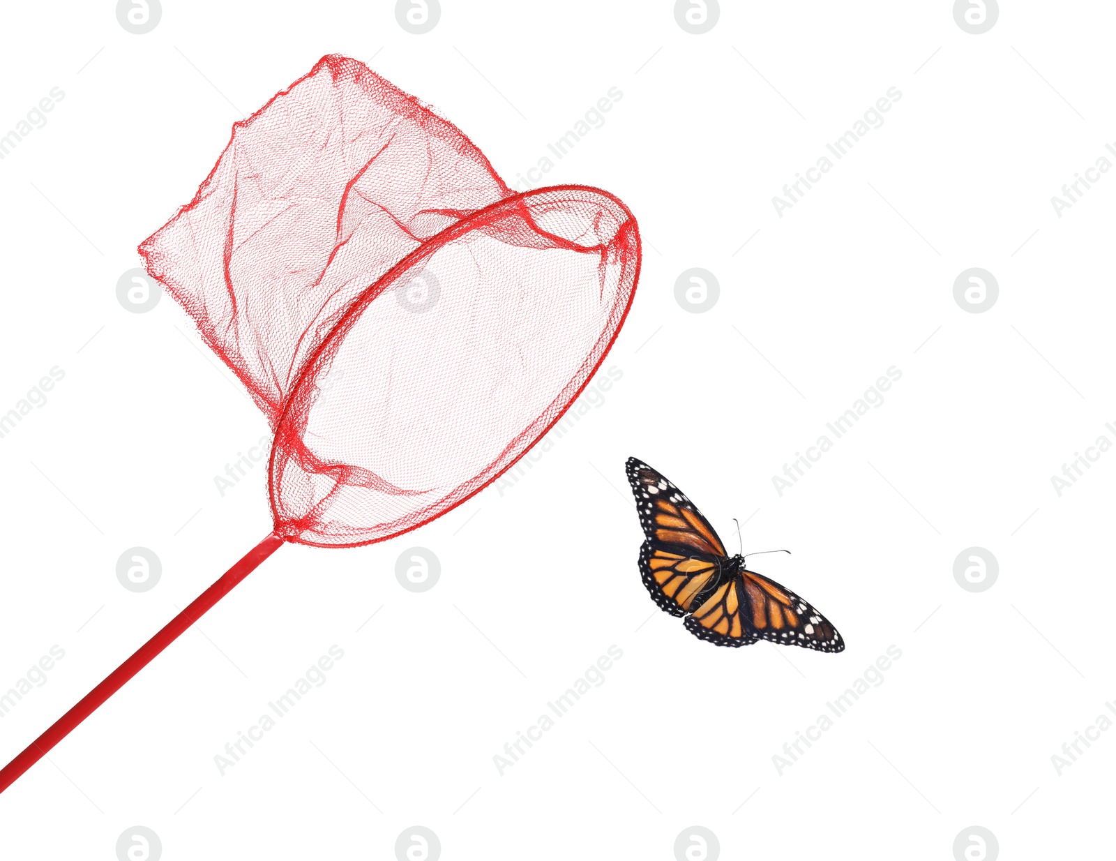 Image of Bright net and beautiful fragile monarch butterfly on white background