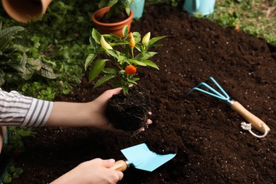 Photo of Woman transplanting pepper plant into soil in garden, closeup