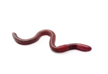 Photo of One earthworm isolated on white. Terrestrial invertebrates