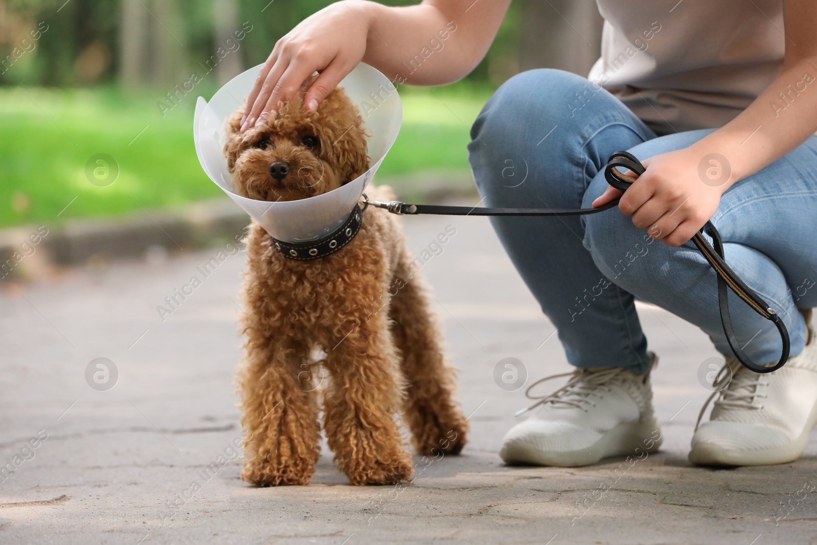 Photo of Woman petting her cute Maltipoo dog in Elizabethan collar outdoors, closeup