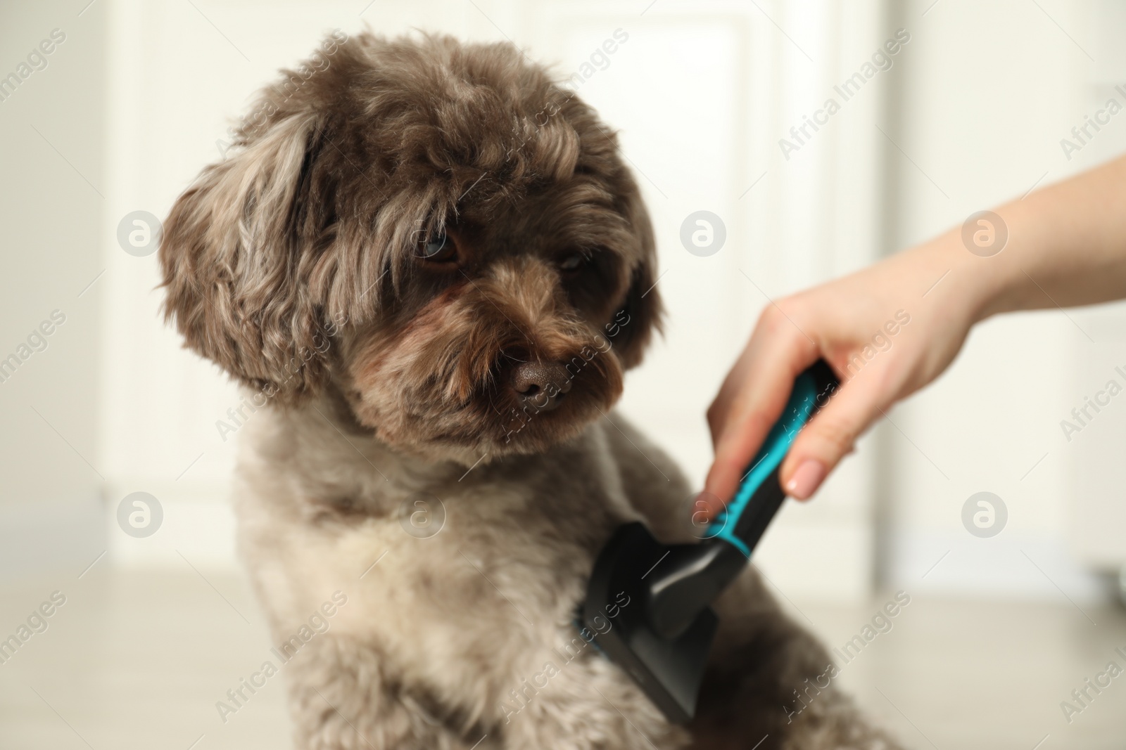 Photo of Woman brushing cute Maltipoo dog indoors, closeup. Lovely pet