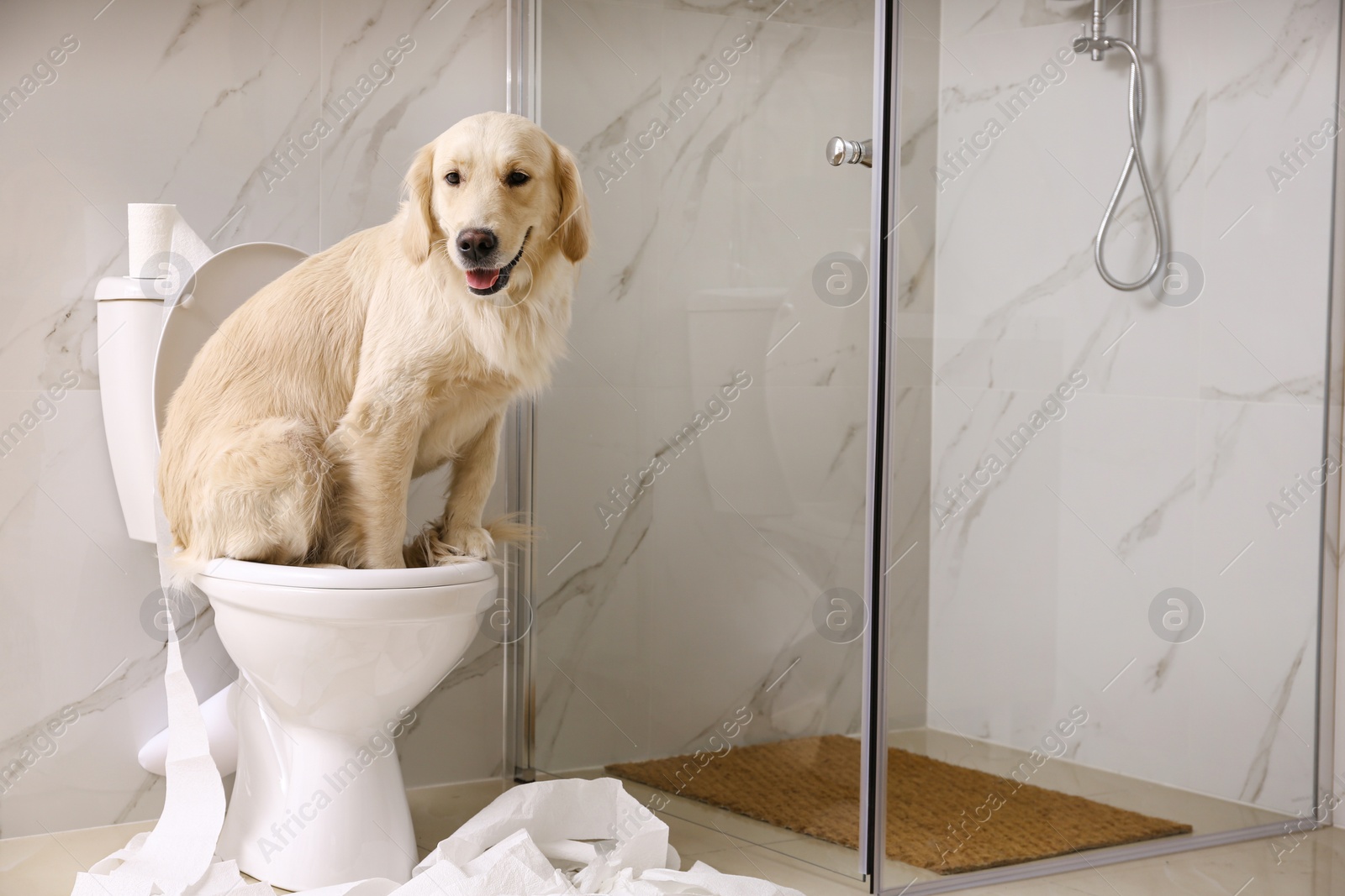 Photo of Cute Golden Labrador Retriever sitting on toilet bowl in bathroom. Space for text