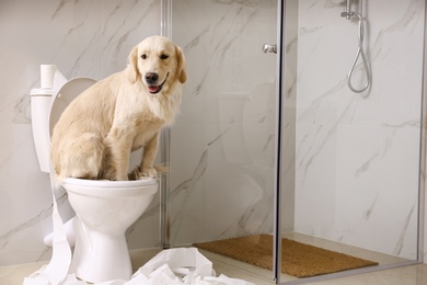 Photo of Cute Golden Labrador Retriever sitting on toilet bowl in bathroom. Space for text